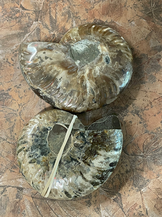Petrified Fossils