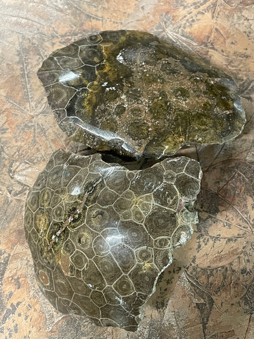 Petrified Fossils