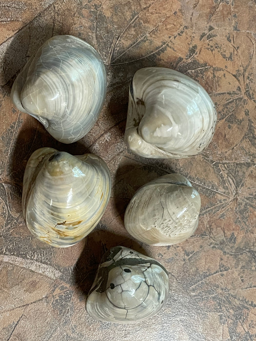 Petrified Fossils